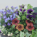 母の日の寄せ植え❁❀✿香水の花ヘリオトロープ✿*:アンティークカラー