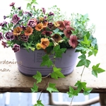 母の日の寄せ植え❁❀✿大人可愛いアンティークカラー