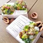 アンティークブックと多肉植物✨