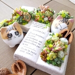 多肉植物を運んでくれる子猫達✨