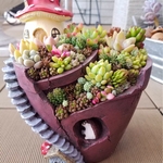 キノコハウスの賑やかな多肉植物の世界✨