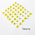 🌼小さめ 黄花アリッサム  36輪  ＊ 押し花
