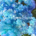 クリスパム（Blue gradation）
