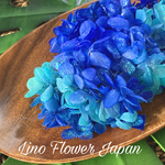 あじさい Blue gradation