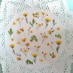 押し花素材　No98　シトラスカラーの小花のセット