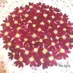 ♡new♡作家様必見♡ 人気のバーベナがいっぱい♡ 押し花セット