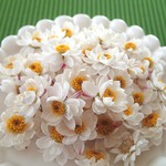 ※訳あり・在庫限り※【花かんざしのドライフラワー　ヘッド50花】