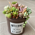 多肉植物　寄せ植え　リメイク缶　現品1♪