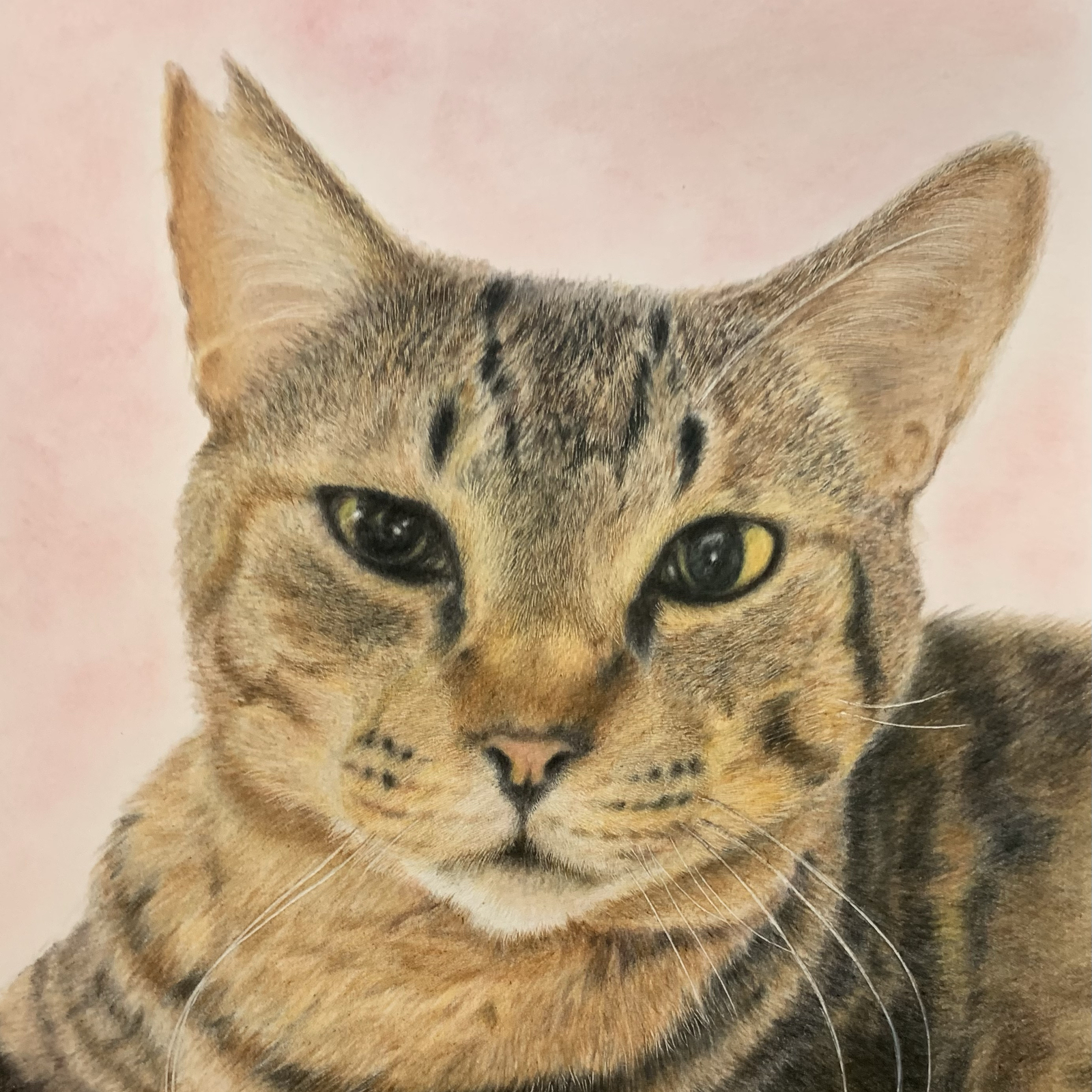 ペットの似顔絵オーダー　猫 ペットの似顔絵 ネコ似顔絵 オーダーメイド リアル イラスト