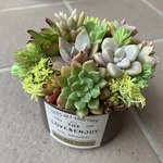 多肉植物　寄せ植え　リメイク缶現品2♪