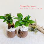 大人気set『ガジュマル』&『コーヒーの木』ラウンドグラス　ハイドロカルチャー 観葉植物　インテリア