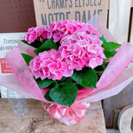 ラッピングつき♡【色の変化も楽しめるシーアン 】秋色紫陽花のような雰囲気が楽しめる品種♪人気の季節のお花