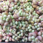 多肉植物⭐️パープルヘイズ⭐️