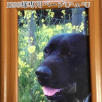 愛犬ちゃん風リールキーホルダーU^ェ^U