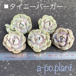 多肉植物＊タイニーバーガー③＊韓国苗