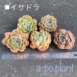 多肉植物＊イサドラ＊韓国苗　1499円