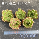＊原種エリザベス②＊多肉植物　韓国苗　1苗1699円