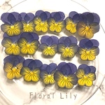国産ビオラの押し花 グラデーションイエローブルー