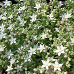 多肉植物　セダム詰め合わせ　寄せ植え