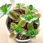 子宝草☆カランコエ☆多肉植物☆観葉植物［土入り 鉢&受皿付き］送料無料