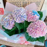 ラスト！ラッピングつき♡現品【マーブル色が素敵なレインボー 】ミックス色が人気の紫陽花♪人気の季節のお花