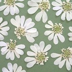 オルレアの押し花＜8枚＞