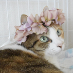 《ペット》あじさい花かんむり　モーブピンク