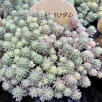 斑入りパリダム　多肉植物