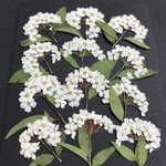 コデマリの押し花