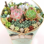 リボンが可愛い ブルーブリキ鉢の多肉植物 寄せ植え
