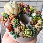 多肉植物 セメントリースミニ 寄せ植え