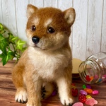 羊毛フェルト　柴犬パピー