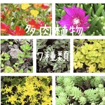 マツバ セダム マンネンソウ 多肉植物 7種類