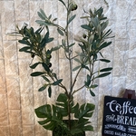 光触媒　人工観葉植物　ウォールグリーン　造花　インテリア　オリーブとモンステラ