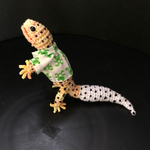 カエルシャツ着たレオパ　K