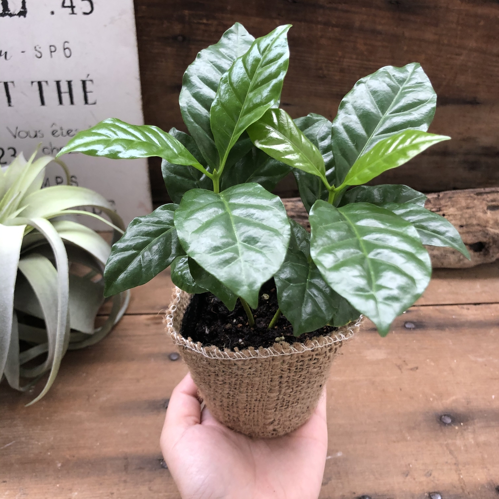 コーヒーの木 艶やか葉っぱ 観葉植物 インテリア 即出荷