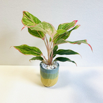 ハイドロカルチャー　アグラオネマ　小石原焼　陶器　陶器鉢　観葉植物　マグカップ