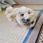 minne限定・アザラシの赤ちゃんのぬいぐるみ