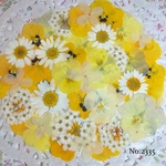 ♡new♡  ♡可愛い押し花セット♡ ♡たくさん入って使いやすい押し花セット♡