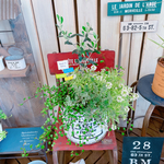 現品SALE♡【オリーブの木寄せ植え】ホワイト系ブリキ鉢♪オシャレナチュラルガーデニング