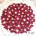 ♡new♡作家様必見♡ 人気のバーベナがいっぱい♡ 押し花セット