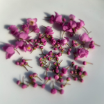 2021年収穫🌸アンティーク色風ボロニアピナータ💐ドライフラワー花&蕾50個入り