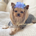 🌟再販🌟【 犬用🌸(大きめ)☂️バレッタ 】 おしゃれ　トップノットペット　子供　ヘアアクセサリー　リボン　バレッタ　♡AquaMana♡