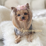 🌟再販🌟【 犬用🌸☂️バレッタ 】 おしゃれ　トップノットペット　子供　ヘアアクセサリー　リボン　バレッタ　♡AquaMana♡