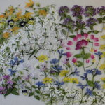 押し花 素材 ユーフォルビア他小花セット　💐