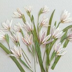 再販　押し花素材(アマナ)