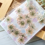 押し花 134　虹色レースフラワー　