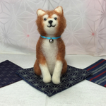 柴犬くん