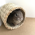 【c…6様専用】うさぎ 羊毛フェルト ネザーランドドワーフ ミニうさぎ チェスナット風