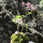 苔盆栽(お地蔵さまとうさぎの親子・姫ライラック)